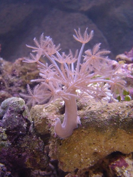 Xenia sp..JPG