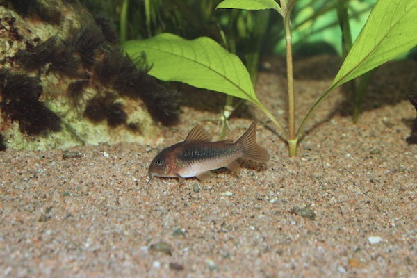 Corydoras aeneus