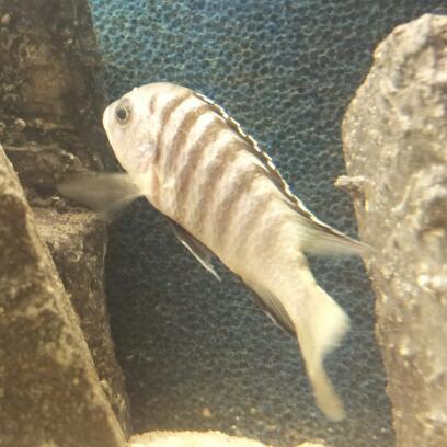 1. tämä tuli mulle ylimääräsenä; valkosenhohtonen pohja, mustia raitoja, yläevä musta jonka yläreuna valkonen. Kiduskannet metallinhohtovihreään vivahtavat.