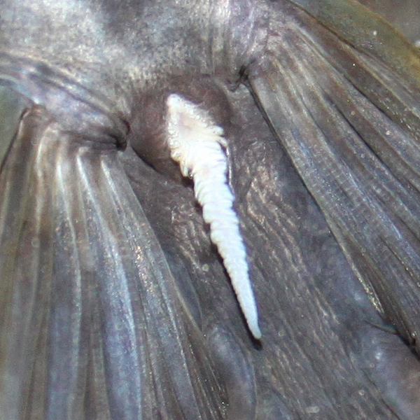 Lähikuva: Genital papillae