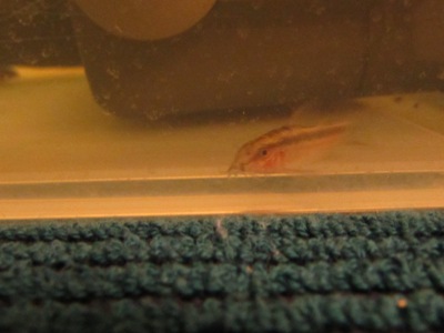 C.gracilis.JPG