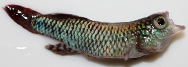 Nothobranchius eggersi red male died 183 days old (2).JPG