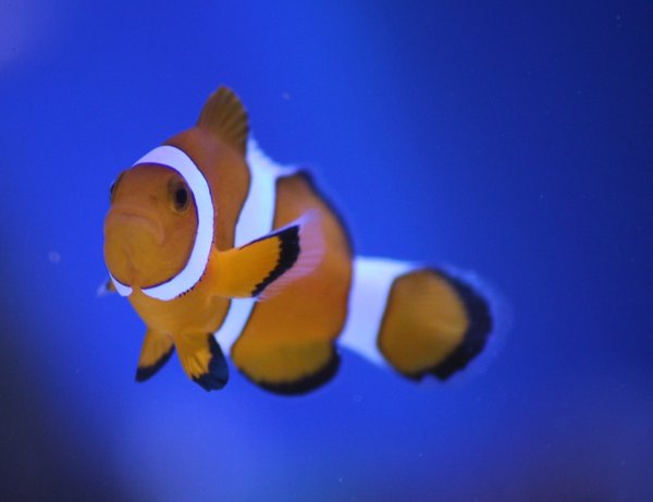 A.ocellaris.jpg