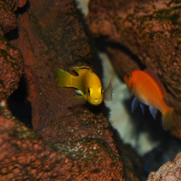 Labidochromis caeruleus uudessa kodissaan..