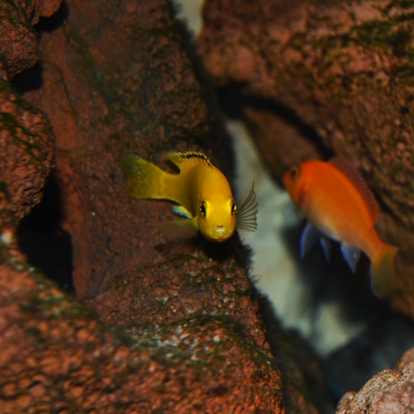 Labidochromis caeruleus uudessa kodissaan..