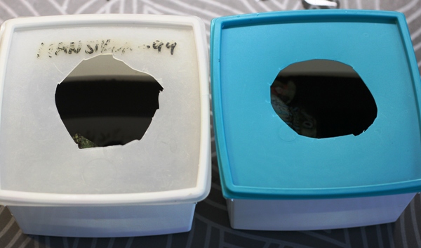 Breeding boxes (1).JPG