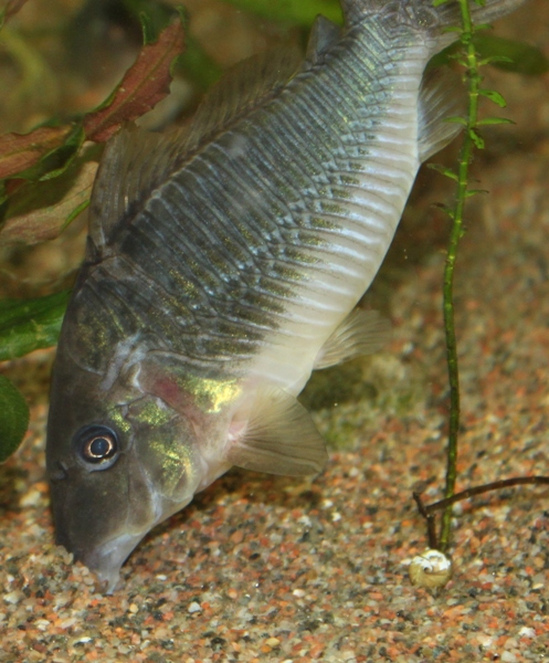 B. multiradiatus.JPG