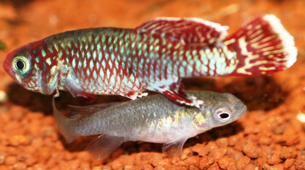 N. eggersi red Rufiji happy couple 214 days old(3).JPG