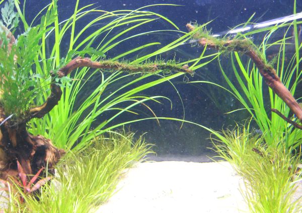 Tuo Flame moss tuossa &quot;sillassa&quot; on selkeesti alkanut kuitenkin jo puskemaan ylöspäin. En malta oottaa että se kasvaa kunnolla! :)