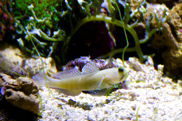 Cryptocentrus cinctus
