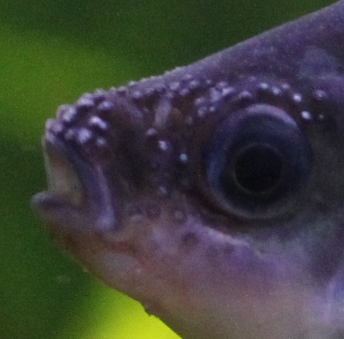 D. tambraparniei male spawning ready.JPG
