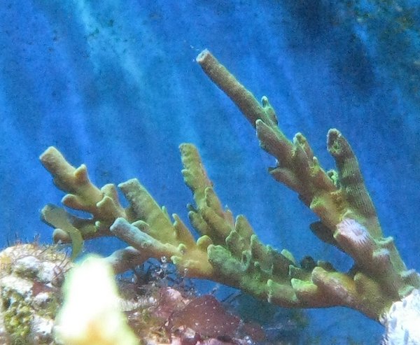 Acropora sp.