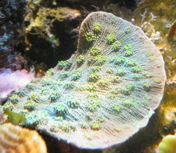 Mycedium sp. tai Oxypora sp.