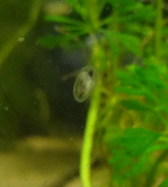 Muniahan oli kaks! Tässä toinen.