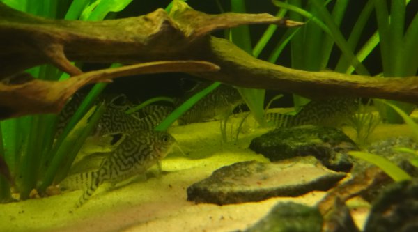 Cor. Reticulatukset päivälevolla