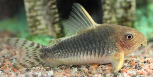 C. gossei female 2,5 years old SL 35mm.JPG