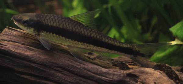 Crossocheilus siamensis 4 years old (1).JPG