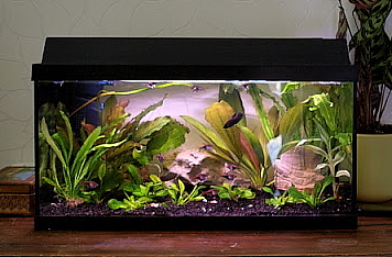 60-litrainen Juwel jossa 2 x Hagen Power-Glo 15w