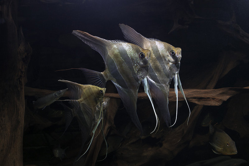 VesiEläin - Lippulehtikalat ja allastoverit (kilpailukuva numero 8)