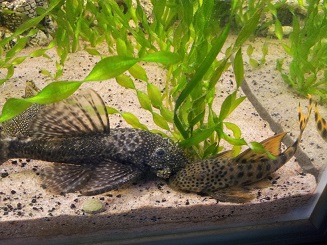 Appelsiini ja Partis.jpg