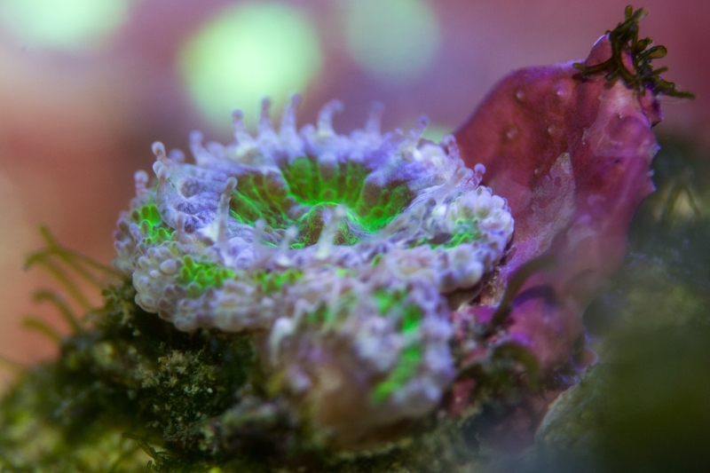 Acanthastrea sp.<br />60mm 1/40s f5 ISO400 Flash