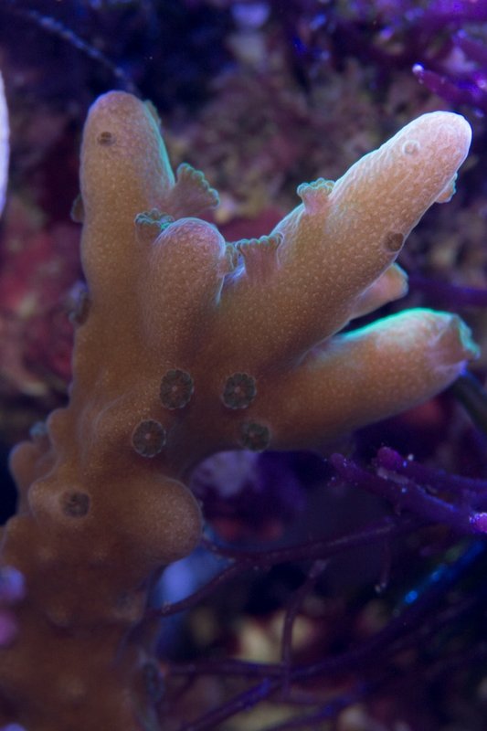 Montipora hirsuta<br />60mm 1,5s f10 ISO400 Flash