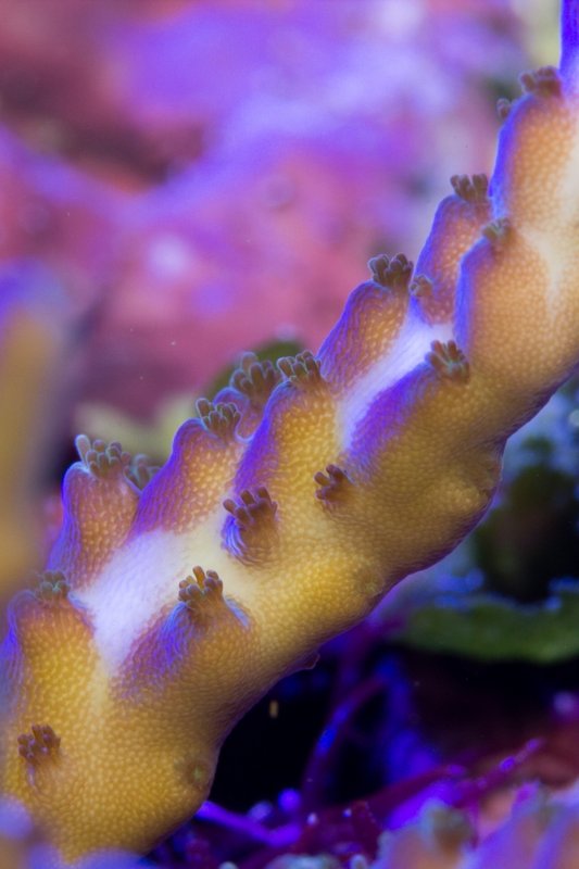 Acropora sp.<br />60mm 0,5s f14 ISO400 Flash