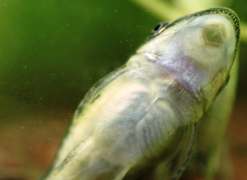 Otocinclus.JPG