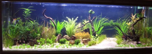 Nyt se olis tämän näkönen. Vielä jos toi Staurogyne tossa edessä tajuis alkaa leviämään...