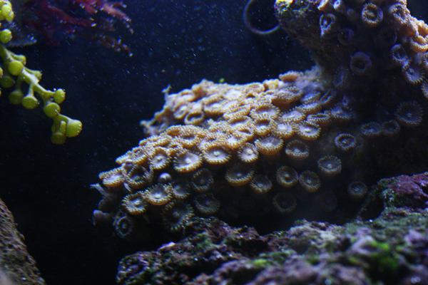 Zoanthus sp. (vielä kun siniseksi muuttuisi)