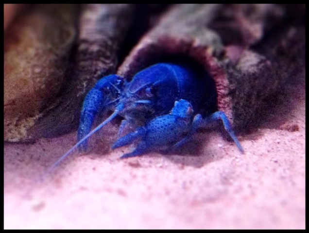 Sini on kiukkuinen muija