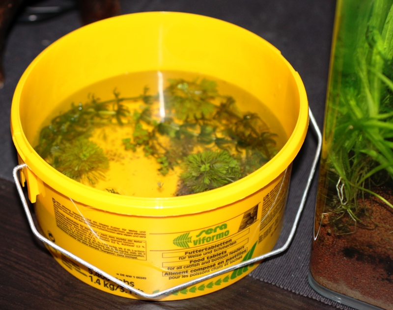 Sera Viformo reused.JPG