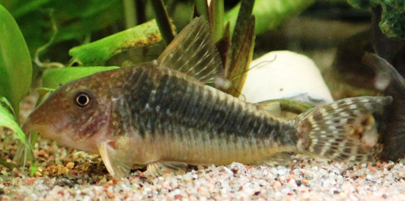 Corydoras seussi old female 65mm.JPG
