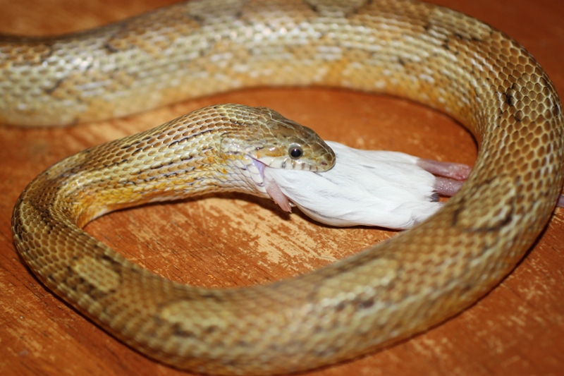 Corn Snake eating mouse (3).JPG