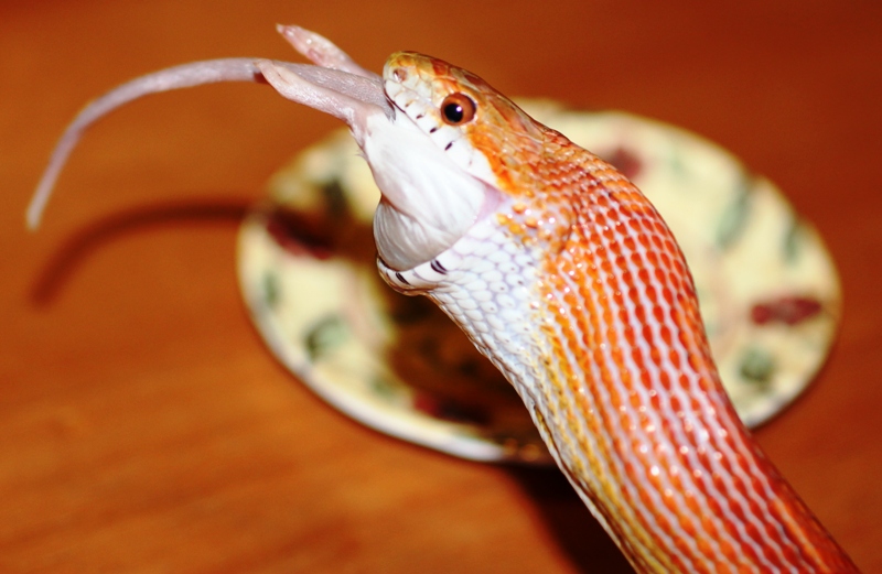 Corn Snake eating mouse (1).JPG