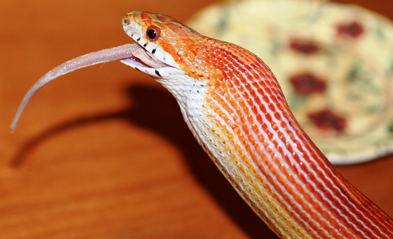 Corn Snake eating mouse (2).JPG