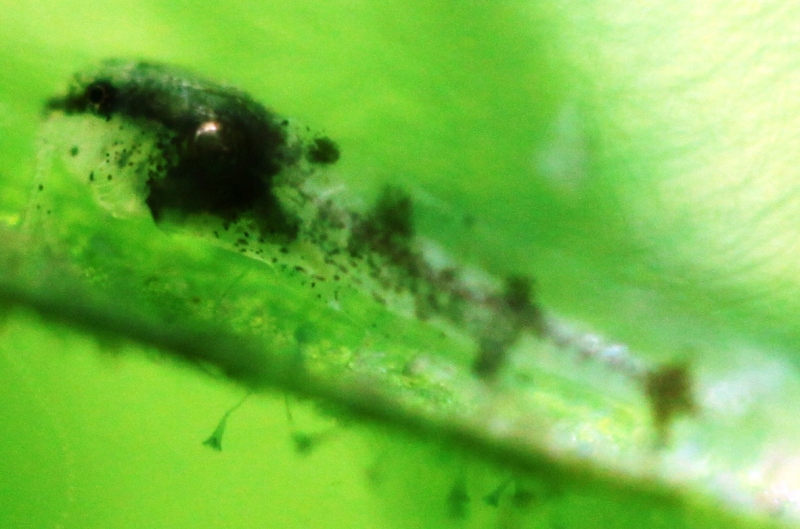 C. hastatus 5mm baby.JPG