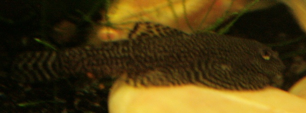 IMG_4237.JPG