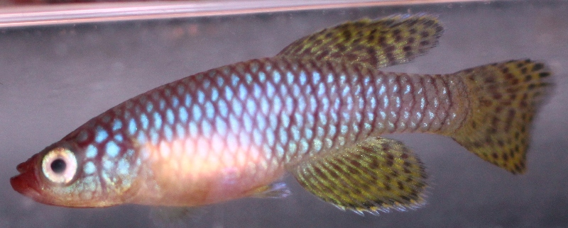 N. korthausae Mafia male 40 days 28mm.JPG