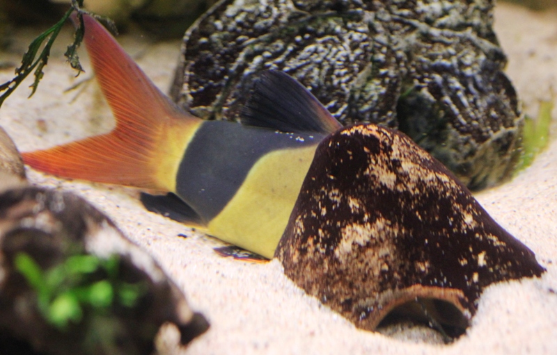 Chromobotia macracanthus mentally challenged.JPG
