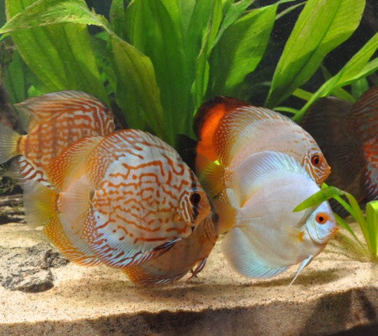 Discus 041.JPG
