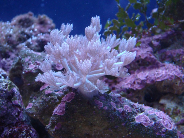 Xenia