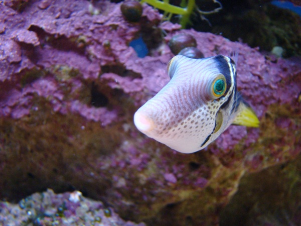 satulapallokala, Canthigaster valentini