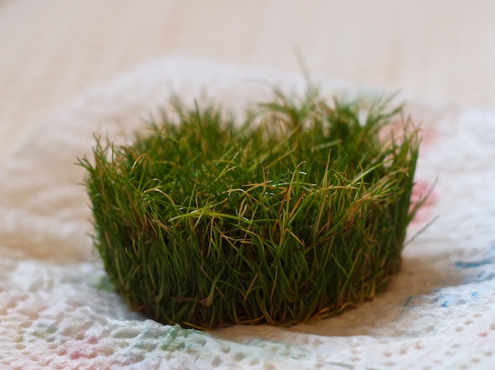 Eleocharis sp. "mini"