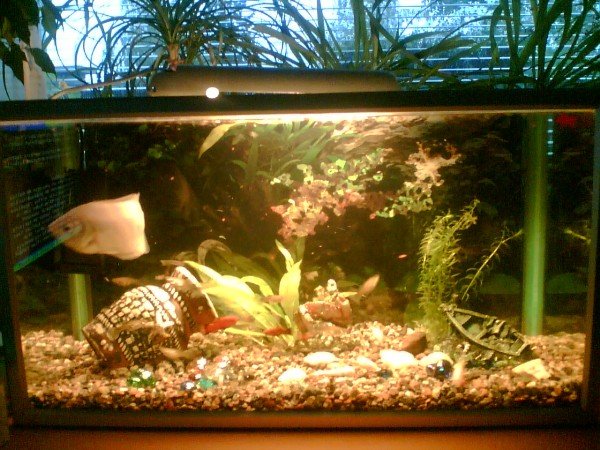 pusukala tilapäisesti pienessä akvaariossa