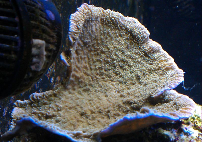 Montipora sp.