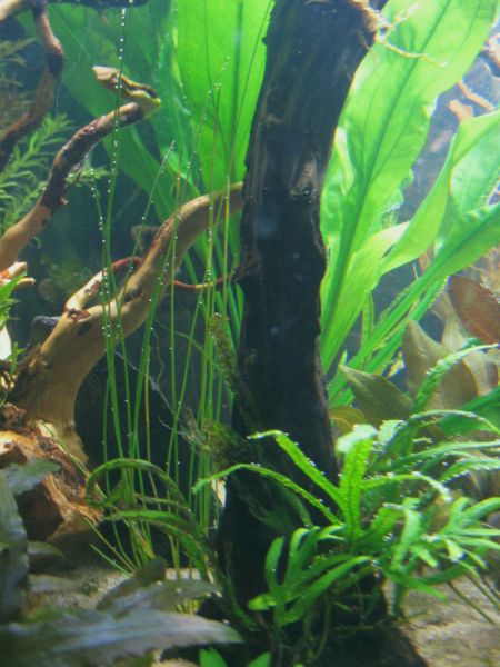 Uusi kasvikin, jee! Eleocharis sp &quot;Xingu&quot;, eli vinkuheinä, kuten minä sitä kutsun :P
