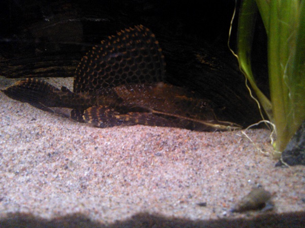 Pikkukala ja isokala