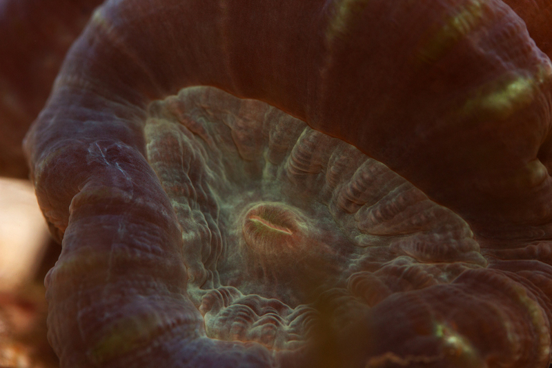 Toinen caulastrea
