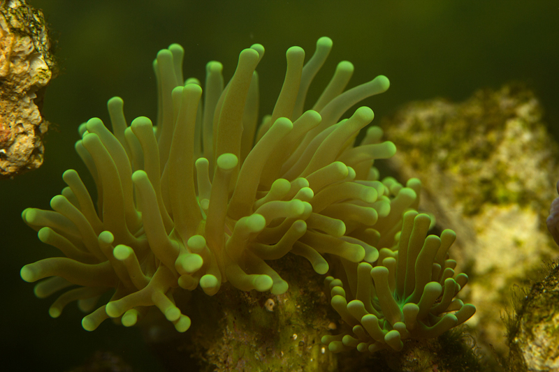 Euphyllia -koralli